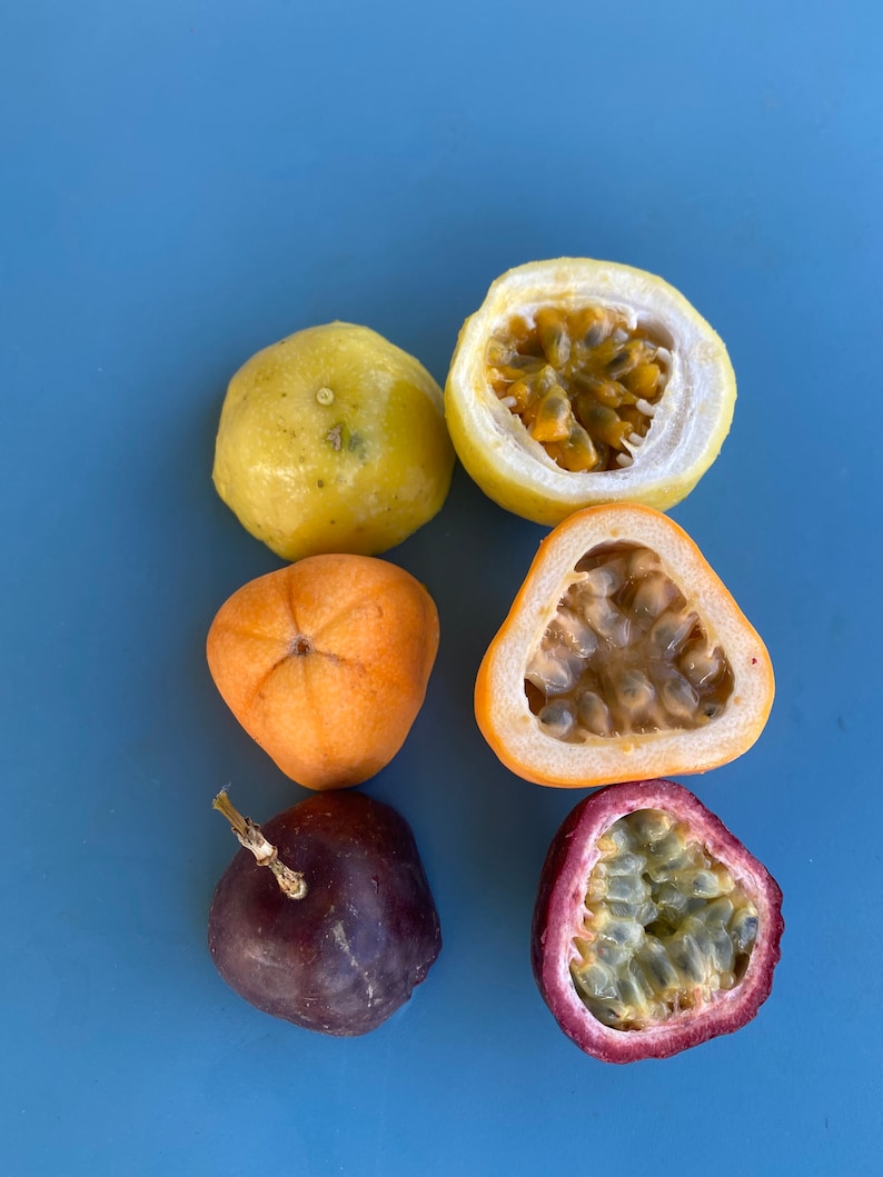 Jamaican Lilikoi SEEDS/ Maui Fruit/ Maui Seeds/Fruit Seeds/Passiflora laurifolia/Water Lemon/Fruit Seeds/Home Garden/Passionfruit Seeds image 6