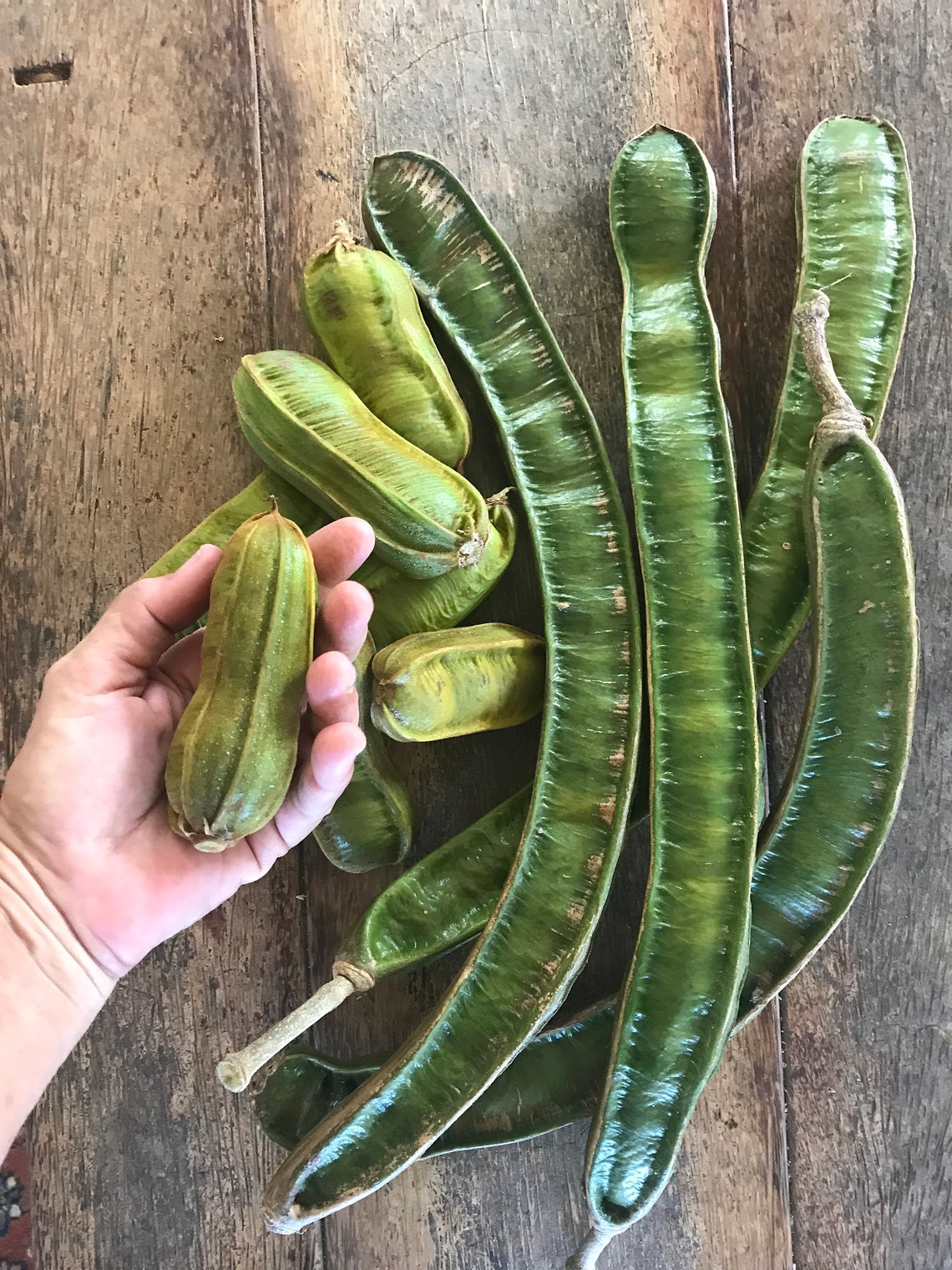 Ice Cream Bean Tree/ONE SEED of each/TWO types/Maui Etsy