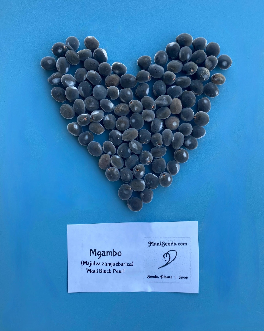 Mgambo Seeds/majidea Zanguebarica/maui Seeds/zanzibar Soapberry/black ...