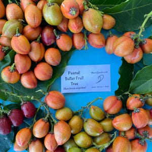 Pu&ograve; includere: Una collezione di frutti di burro di arachidi, Bunchosia argentea, arancioni e rossi con foglie verdi e fiori gialli. Un cartoncino rettangolare bianco al centro mostra il testo: Peanut Butter Fruit Tree (Bunchosia argentea) MauiSeeds.com.
