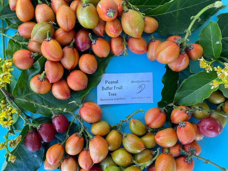 Pu&ograve; includere: Una collezione di frutti di burro di arachidi, Bunchosia argentea, arancioni e rossi con foglie verdi e fiori gialli. Un cartoncino rettangolare bianco al centro mostra il testo: Peanut Butter Fruit Tree (Bunchosia argentea) MauiSeeds.com.