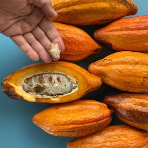 CACAO/5 (FIVE) SEEDS/Chocolate/Maui Seeds/Theobroma cacao/Fresh Maui Chocolate Seeds/Hawaii Fruit/Hawaii Seeds/Shade Tree/Very Easy to Grow