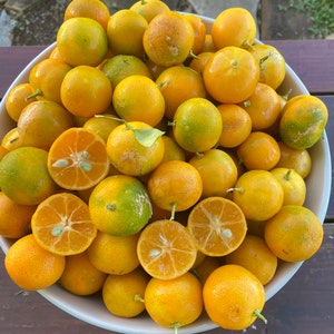 Calamansi Lime/Five (5) SEEDS/Citrus × microcarpa/Maui Seeds/Chef's Garden/Home Garden/Kalamansi/Calamondin/Fruit Seeds/Edible Landscape