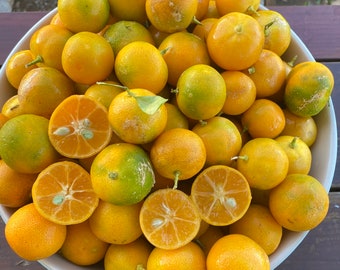 Calamansi Lime Seeds/Citrus Microcarpa/Maui Seeds