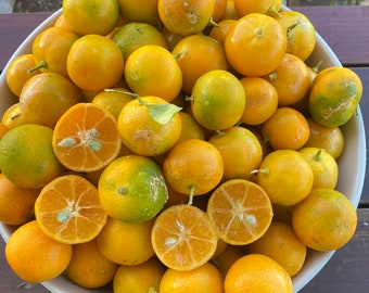 Calamansi Lime SEEDS/Maui Seeds/Chef's Garden/Home Garden/Kalamansi/Calamondin/Fruit Seeds/Hawaii Fruit Seeds/Edible Landscape