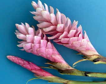 Pink Ginger/Alpinia purpurata/Ginger/ROOT/Bare Root/No Soil/Easy to Grow/Tropical Flowers/Ornamental Plants/Houseplants