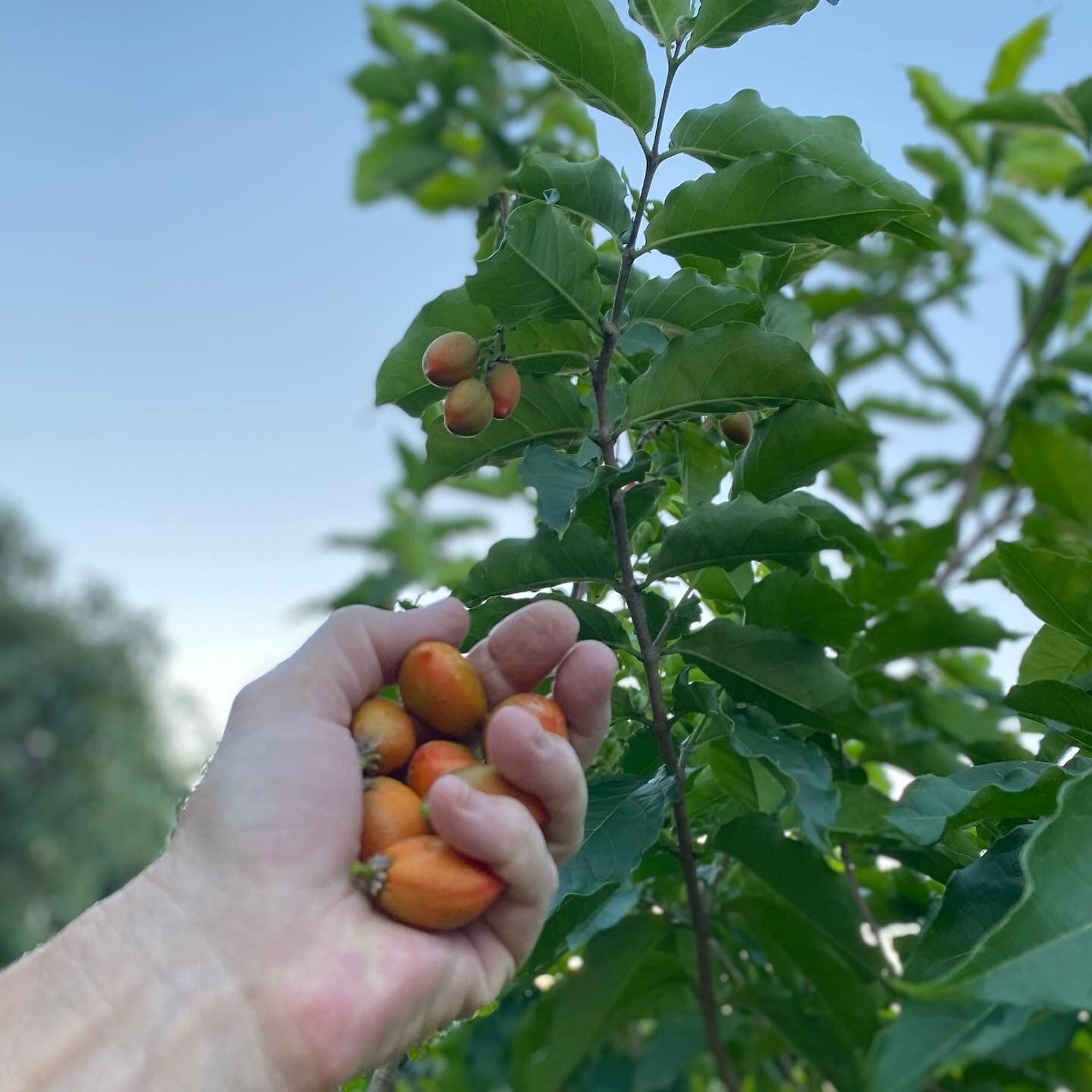 Peanut Butter Fruit/seeds/ Peanut Butter Fruit SEEDS/ Etsy