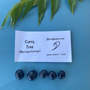 Curry Tree Seeds/Curry/Murraya koenigii/FIVE (5) SEEDS/Maui Seeds/Maui Grown Curry Seeds/Seeds for Planting/Spice Plant