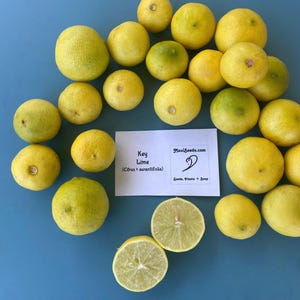 May include: A collection of fresh key limes, some whole and some halved, on a blue surface. The limes are mostly yellow with some green hues. A white card with text that reads "Key Lime (Citrus x aurantifolia)" is also present.