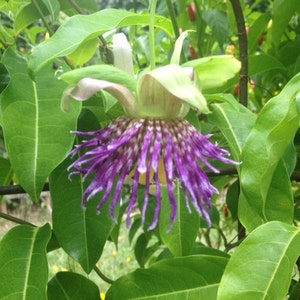 Jamaican Lilikoi SEEDS/ Maui Fruit/ Maui Seeds/Fruit Seeds/Passiflora laurifolia/Water Lemon/Fruit Seeds/Home Garden/Passionfruit Seeds image 4