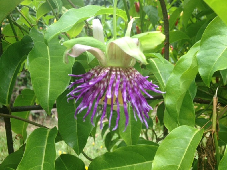 Jamaican Lilikoi SEEDS/ Maui Fruit/ Maui Seeds/Fruit Seeds/Passiflora laurifolia/Water Lemon/Fruit Seeds/Home Garden/Passionfruit Seeds image 4