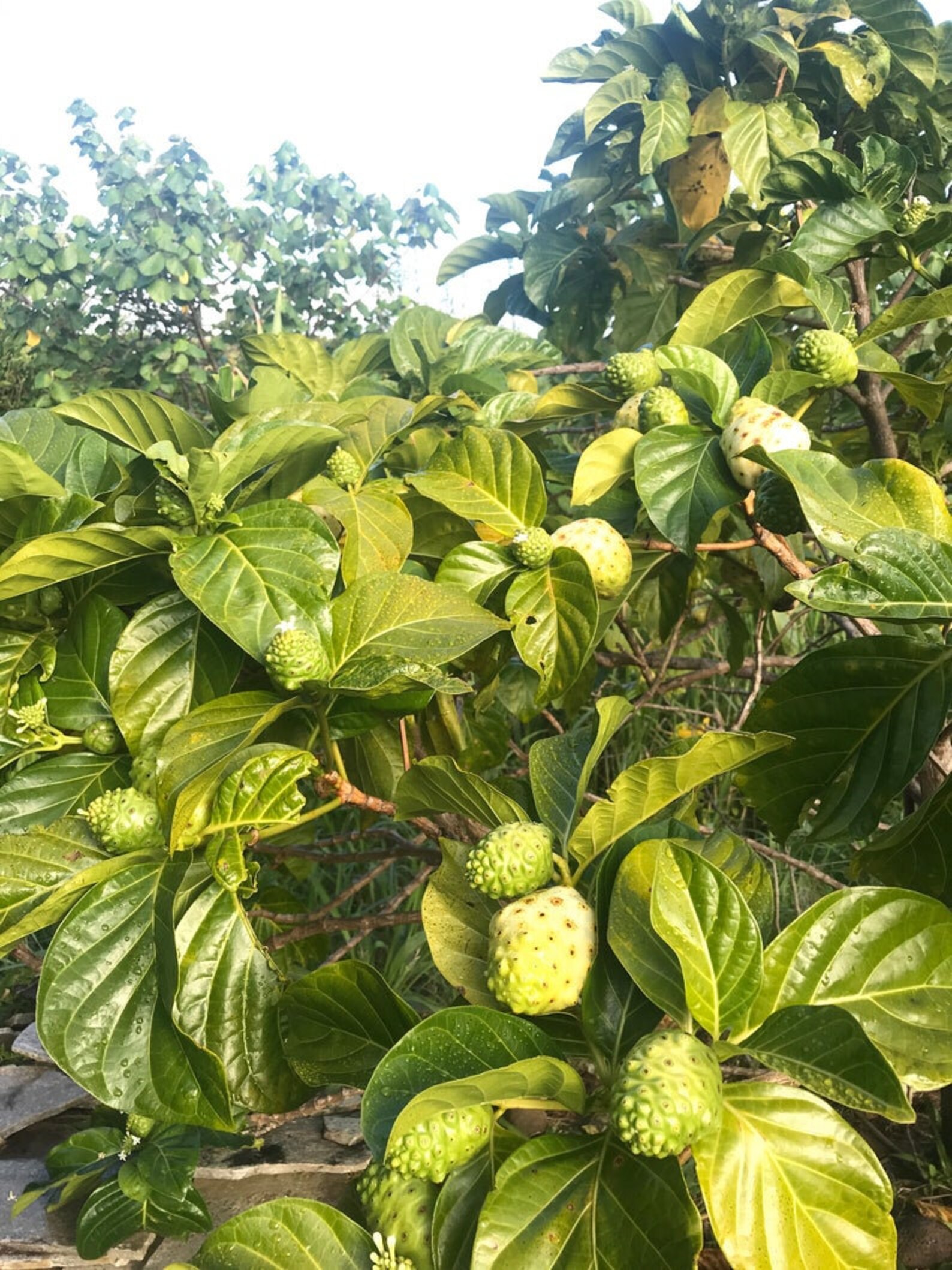 Noni Leaf/Dried NONI LEAVES/Health Tea/Maui Noni/Grown by Maui Etsy