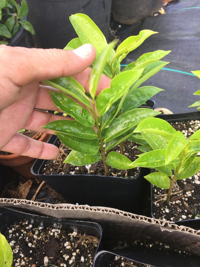 SoursopAnnona muricataGraviolaSEEDS Maui SeedsFresh Maui Grown SeedsTropical FruitHawaii Fruit SeedMaui grownHealth TeaHerbal Tea