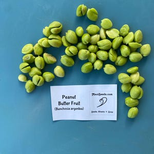 Pu&ograve; includere: Una collezione di semi di Peanut Butter Fruit verde chiaro, identificati scientificamente come Bunchosia argentea, accompagnati da un'etichetta rettangolare bianca con la scritta Peanut Butter Fruit (Bunchosia argentea) e MauiSeeds.com Seeds, Plants + Soap.