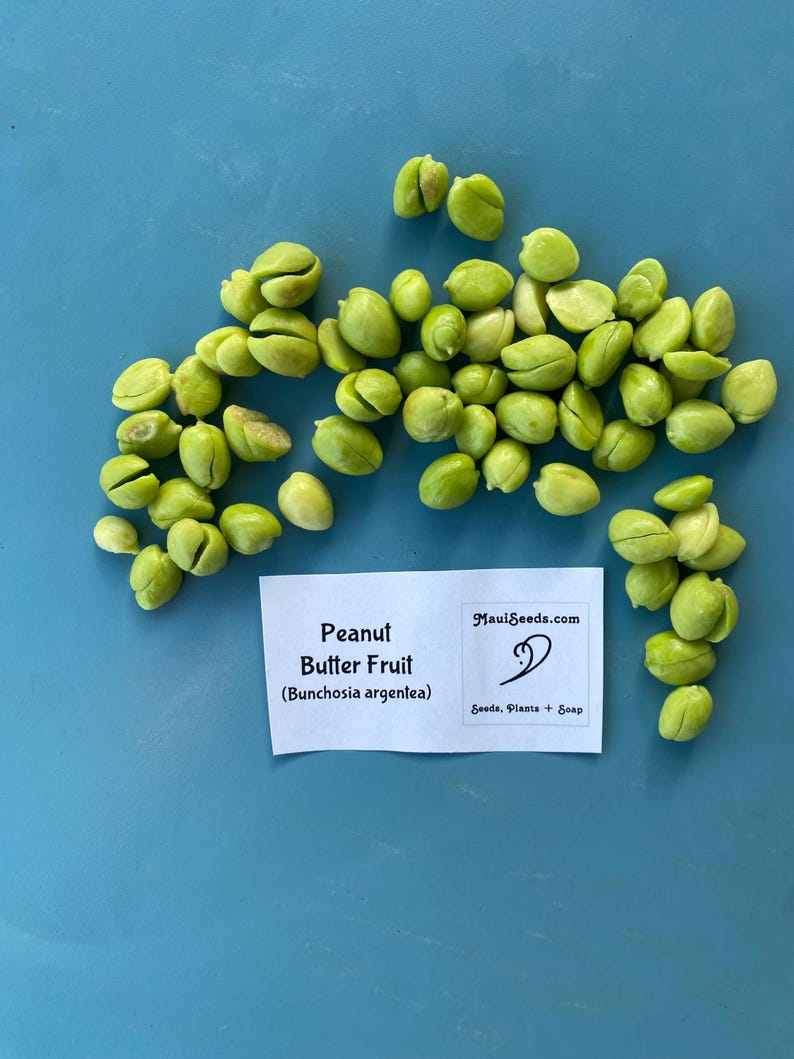 Pu&ograve; includere: Una collezione di semi di Peanut Butter Fruit verde chiaro, identificati scientificamente come Bunchosia argentea, accompagnati da un'etichetta rettangolare bianca con la scritta Peanut Butter Fruit (Bunchosia argentea) e MauiSeeds.com Seeds, Plants + Soap.