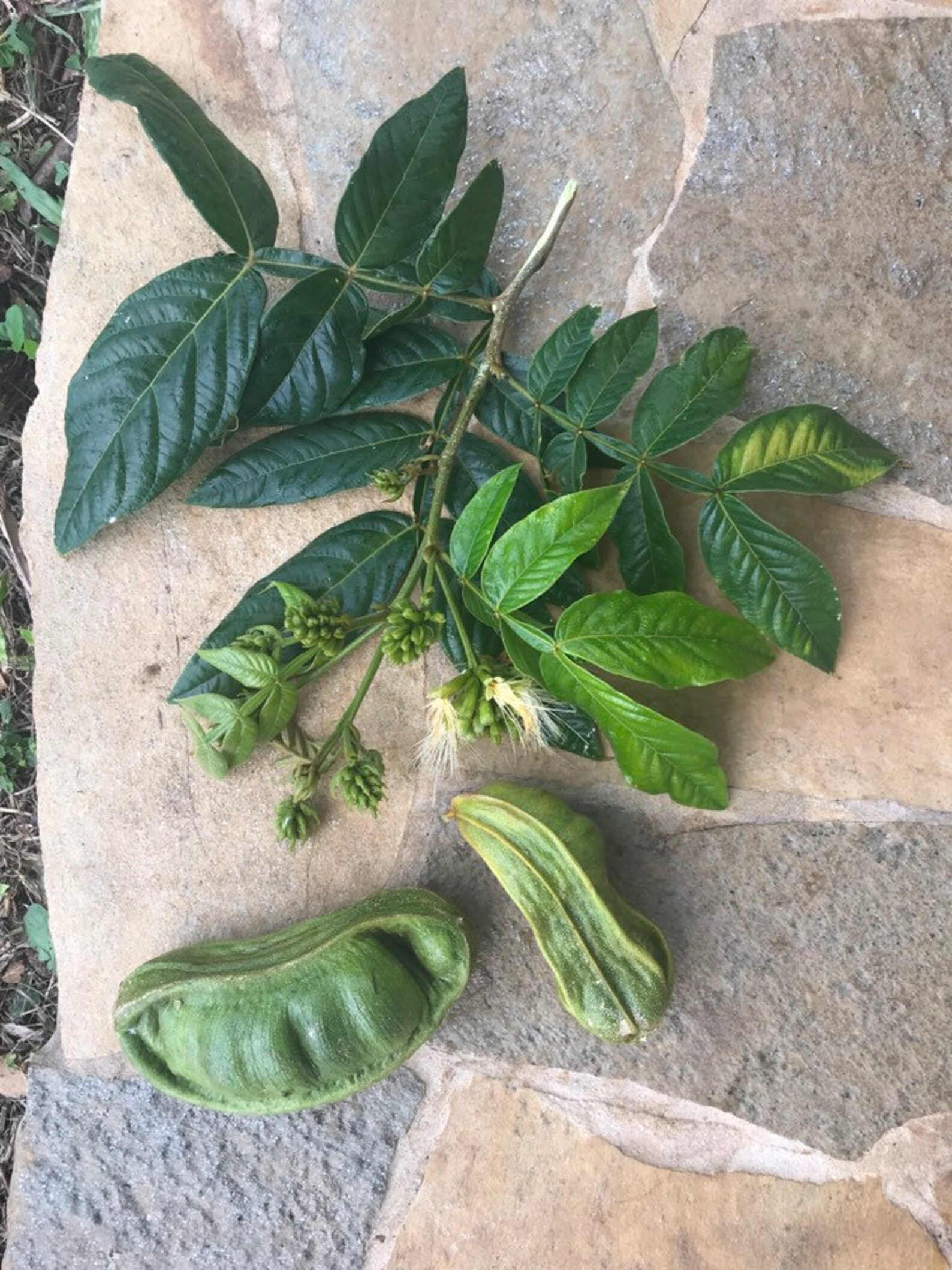 Ice Cream Bean/ice Cream Bean Tree Seeds/inga Spectabilis/maui Etsy