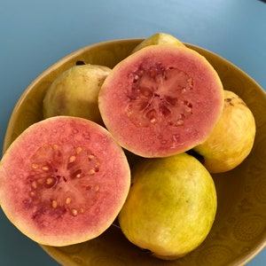 Pink Guava/Psidium guajava/SEEDS/Maui Seeds/Fruit Seeds/Tropical Fruit/Home Garden/Hawaii Fruit/Guava Seeds/Easy to Grow/Edible Landscape