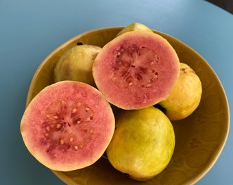 Pink Guava/Psidium guajava/SEEDS/Maui Seeds/Fruit Seeds/Tropical Fruit/Home Garden/Hawaii Fruit/Guava Seeds/Easy to Grow/Edible Landscape