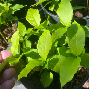 May include: Close-up of a group of small green plants with large leaves growing in black pots. The plants are in a sunny location and the leaves are bright green.