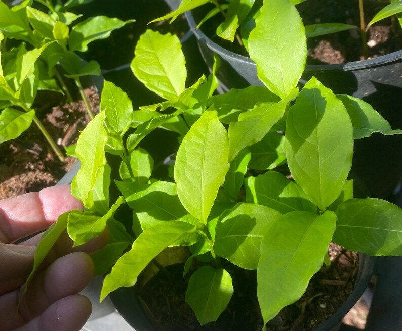 May include: Close-up of a group of small green plants with large leaves growing in black pots. The plants are in a sunny location and the leaves are bright green.