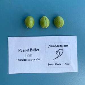 Pu&ograve; includere: Tre piccoli semi lisci di colore verde chiaro disposti in una fila orizzontale sopra un'etichetta rettangolare bianca. L'etichetta riporta il testo Peanut Butter Fruit (Bunchosia argentea), MauiSeeds.com e Seeds, Plants + Soap.