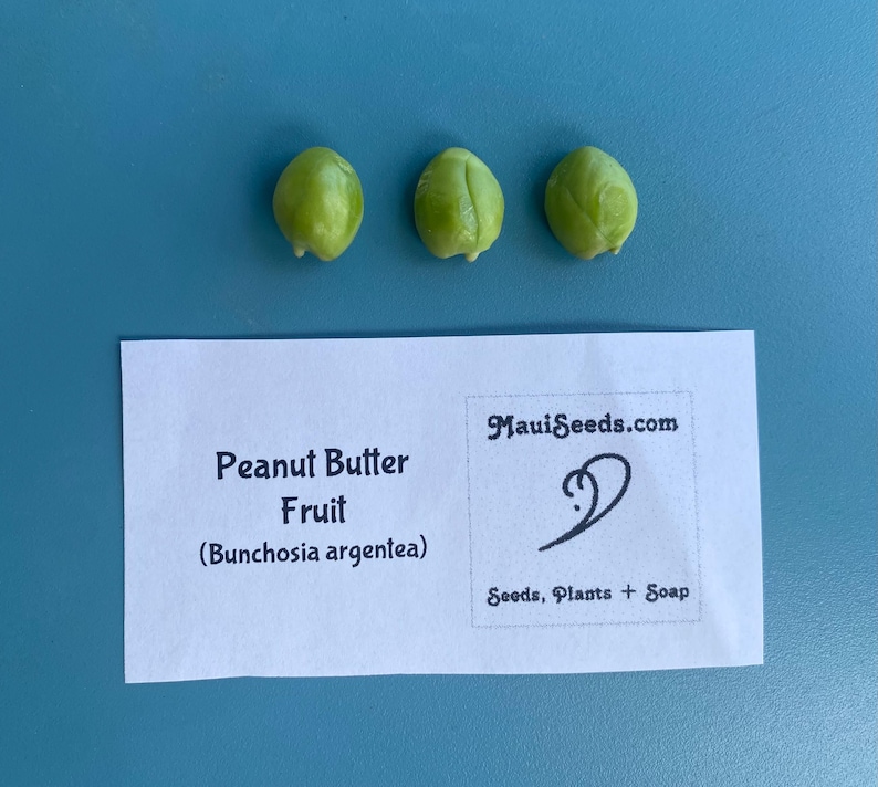 Pu&ograve; includere: Tre piccoli semi lisci di colore verde chiaro disposti in una fila orizzontale sopra un'etichetta rettangolare bianca. L'etichetta riporta il testo Peanut Butter Fruit (Bunchosia argentea), MauiSeeds.com e Seeds, Plants + Soap.