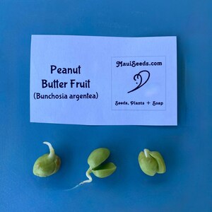 Pu&ograve; includere: Un cartoncino rettangolare bianco con testo nero che recita Peanut Butter Fruit (Bunchosia argentea) e MauiSeeds.com Seeds, Plants + Soap, posizionato sopra tre piccoli semi germogliati verde chiaro con radici bianche visibili.