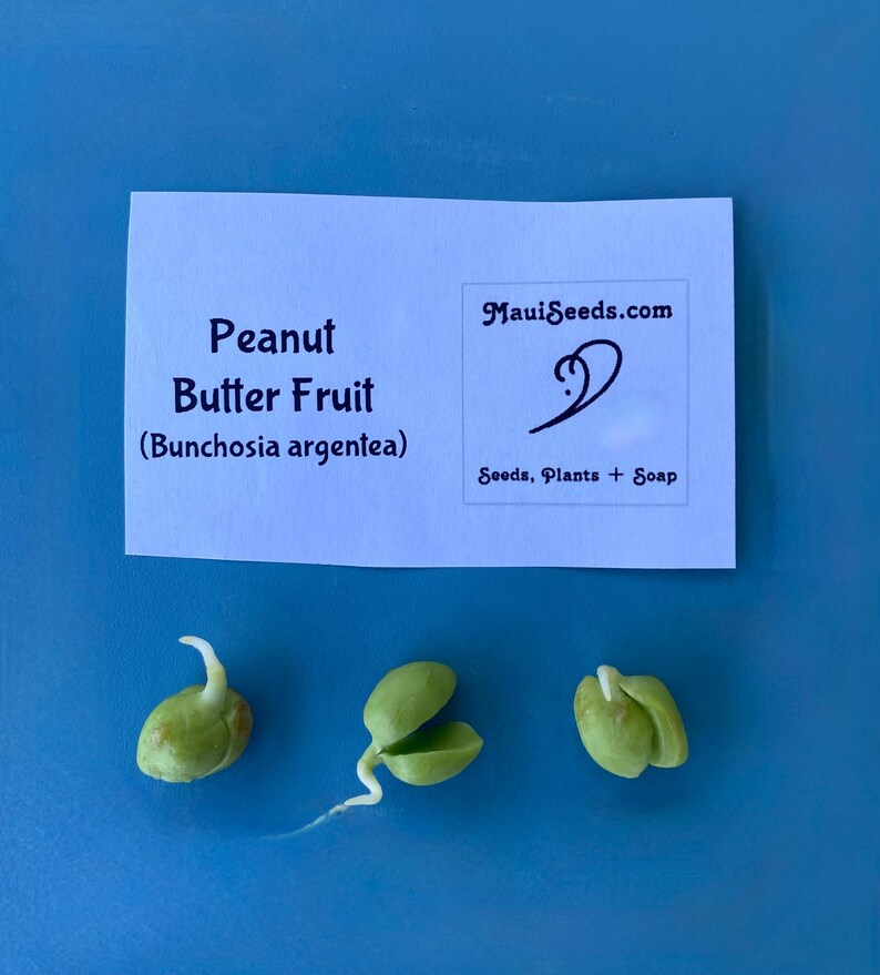 Pu&ograve; includere: Un cartoncino rettangolare bianco con testo nero che recita Peanut Butter Fruit (Bunchosia argentea) e MauiSeeds.com Seeds, Plants + Soap, posizionato sopra tre piccoli semi germogliati verde chiaro con radici bianche visibili.