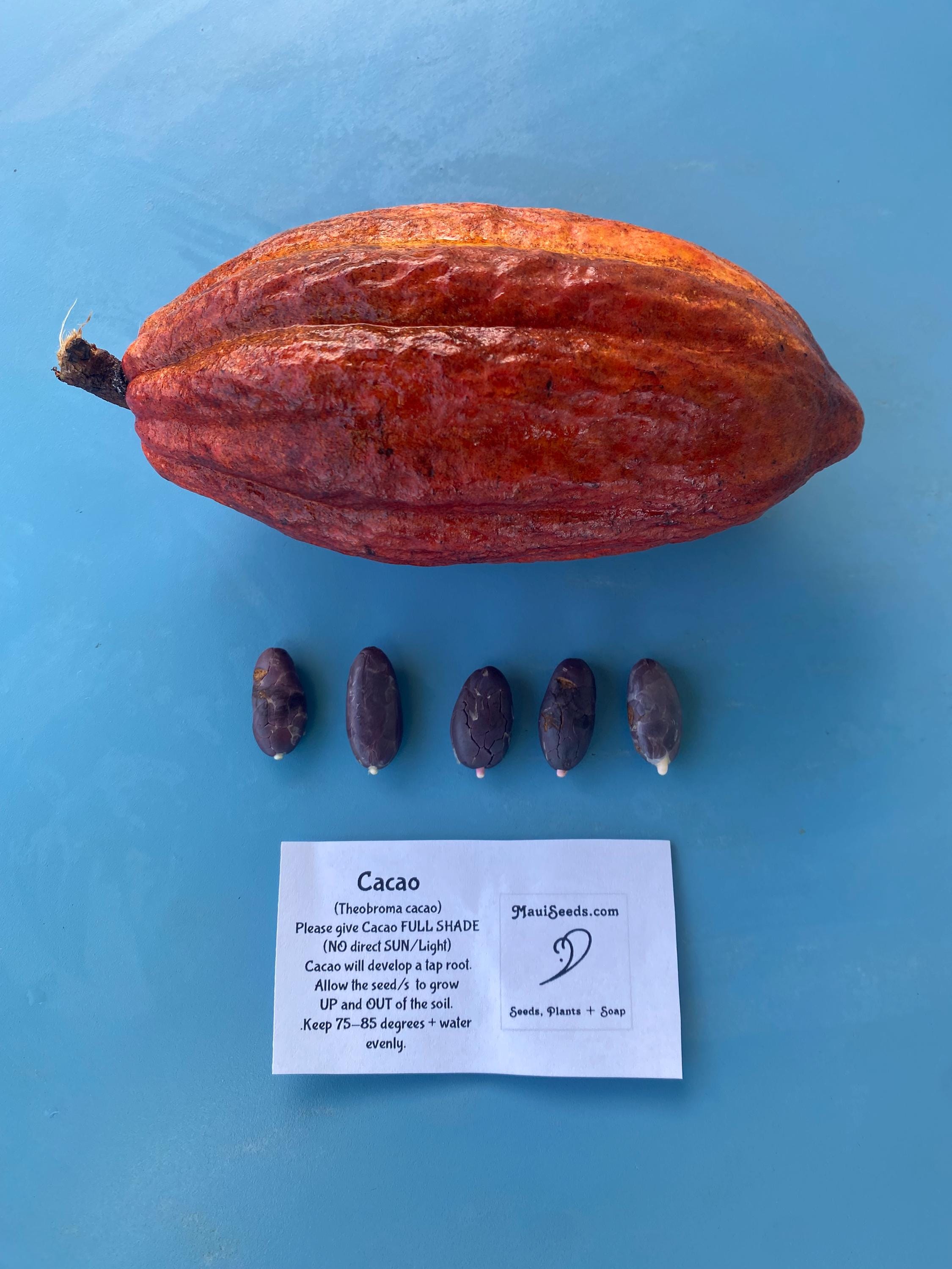 Cacao Seeds/theobroma Cacao/maui Seeds - Etsy