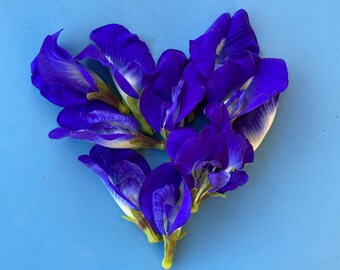 Clitoria ternatea SEEDS/Butterly Pea Flower/Blue Natural Dye/Maui Seeds