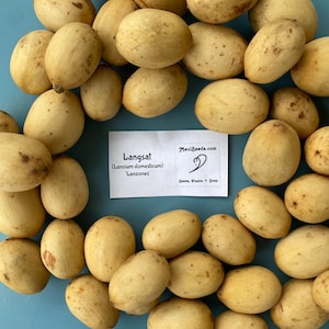 May include: A collection of oval-shaped langsat fruits with a light brown skin, scattered on a blue surface. A white card with the text "Langsat (Lansium domesticum) Lanzones" and a website address is visible. The fruits have a slightly textured appearance.