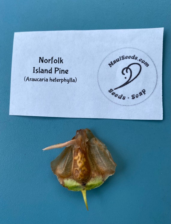 Norfolk Island Pine Seeds/araucaria Heterphylla/tree 