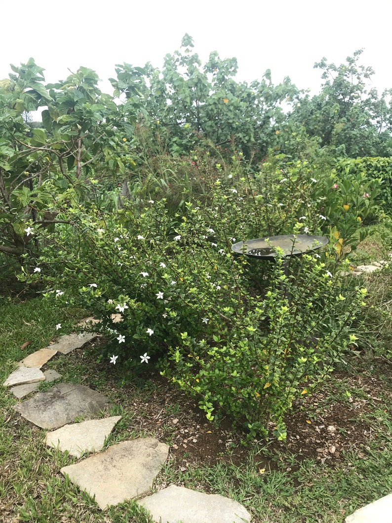 Blackberry Jam Plant SEEDS/Randia formosa/Rare Fruit Etsy