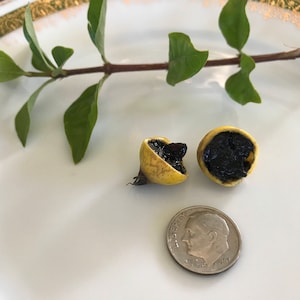 Blackberry Jam Plant SEEDS/Randia formosa/Rare Fruit Seeds/Maui Seeds/Edible Landscaping/Container Garden/Easy to Grow/Home Garden/Edible