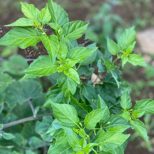 Hawaiian Chili Pepper/SEEDS/Capsicum fruitescens afbeelding 4