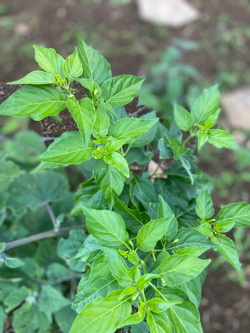 Hawaiian Chili Pepper/SEEDS/Capsicum fruitescens afbeelding 4