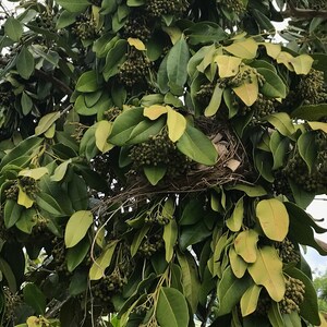 May include: A bird nest constructed from thin brown twigs and dried grasses, nestled securely within the dense foliage of a tree. The tree features numerous oval-shaped green leaves and clusters of small, round, dark green berries throughout.