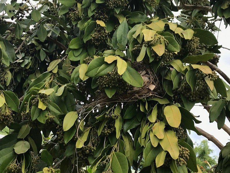 May include: A bird nest constructed from thin brown twigs and dried grasses, nestled securely within the dense foliage of a tree. The tree features numerous oval-shaped green leaves and clusters of small, round, dark green berries throughout.