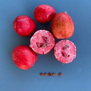 Natal Plum/Carissa macrocarpa/SEED/Tropical Fruit Seed/Maui Seeds/Exotic Fruit/Maui Seed/Hawaii Fruit/Edible Fruit/Home Garden/Home Gardener image 5