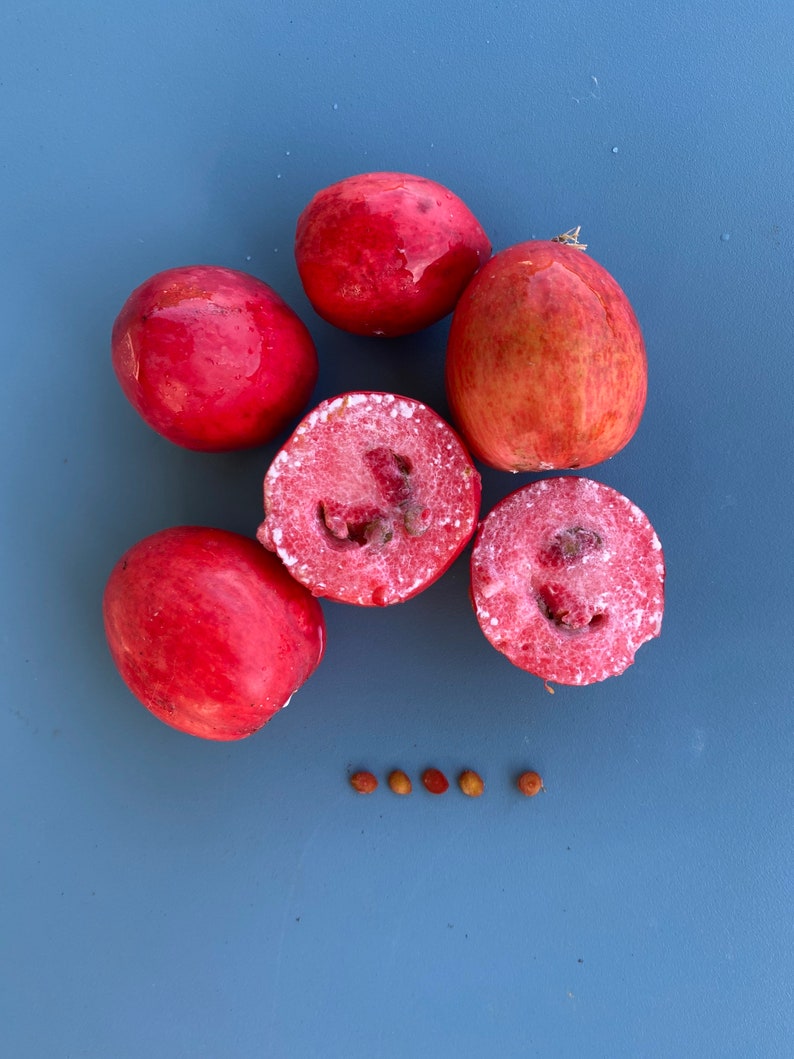 Natal Plum/Carissa macrocarpa/SEED/Tropical Fruit Seed/Maui Seeds/Exotic Fruit/Maui Seed/Hawaii Fruit/Edible Fruit/Home Garden/Home Gardener image 5