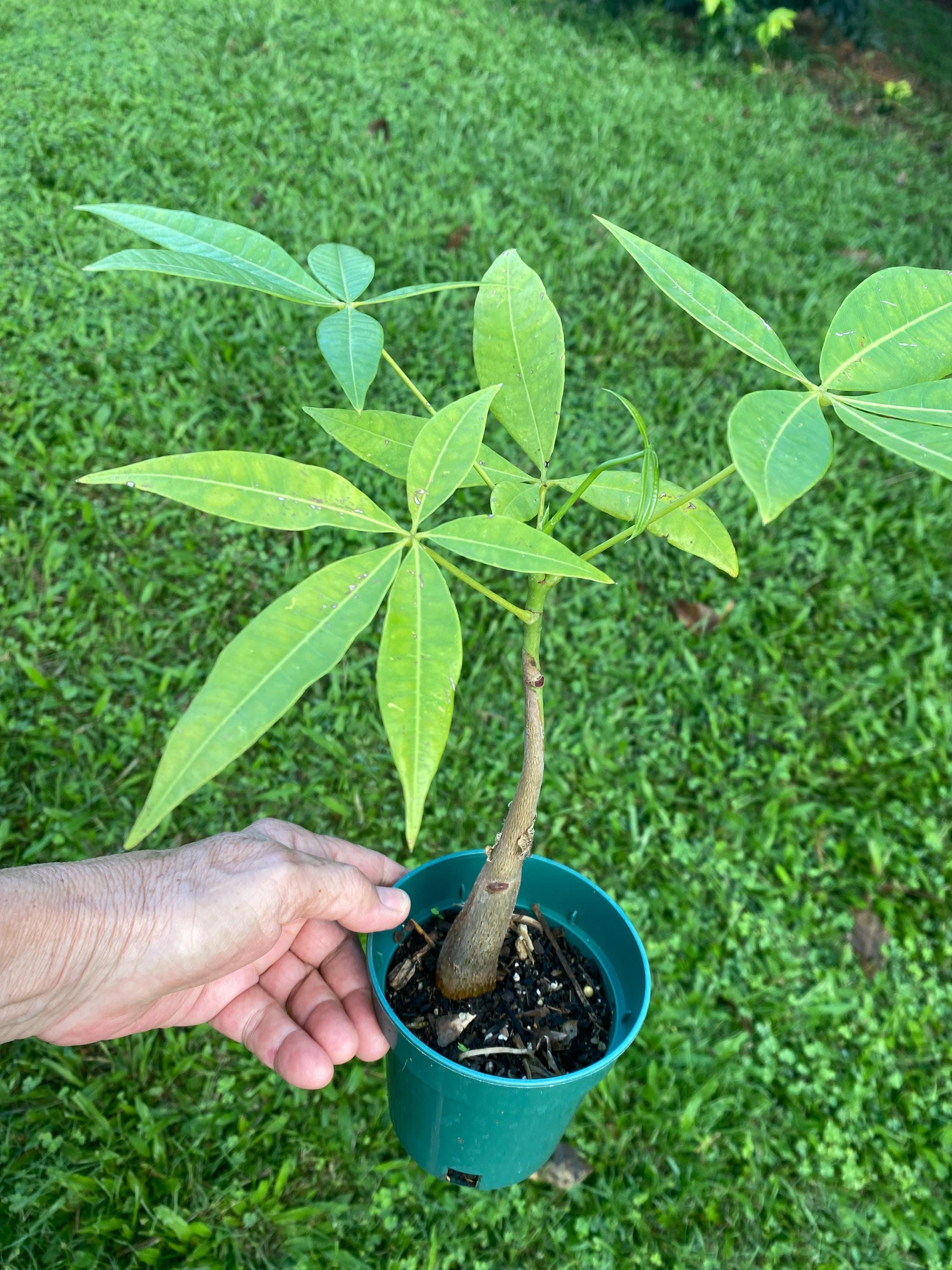 Pachira aquatica seeds - Etsy.de