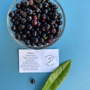 May include: A clear glass bowl filled with dark purple and black allspice berries, accompanied by a single green leaf, one loose berry, and a white informational card labeled Allspice (Pimenta dioica) with planting instructions.