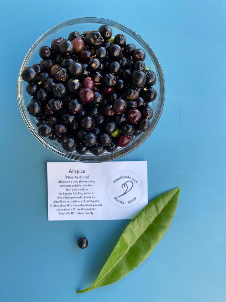 May include: A clear glass bowl filled with dark purple and black allspice berries, accompanied by a single green leaf, one loose berry, and a white informational card labeled Allspice (Pimenta dioica) with planting instructions.