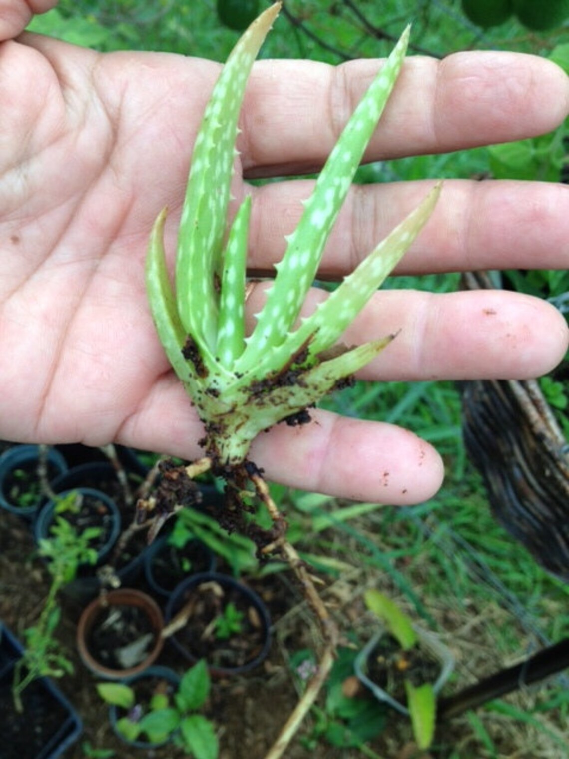 Aloe Vera/Medicine Plant/Healing Plant/Eczema/Dry Etsy