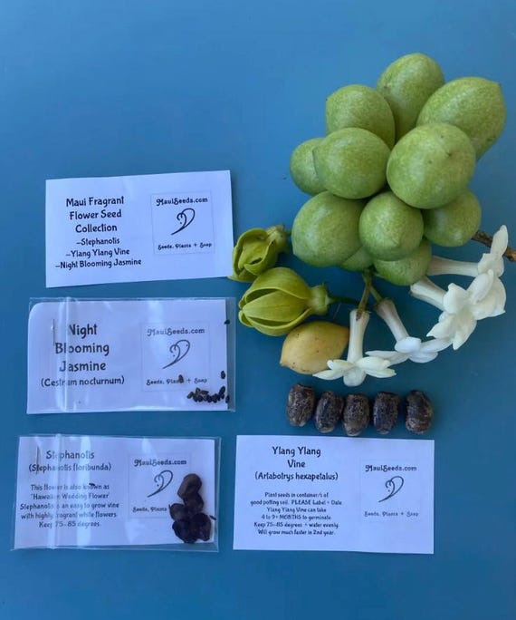 Maui Fragrant Flower Seed Collection/Ylang Ylang Vine/Night Blooming  Jasmine/Stephanotis/Maui Seeds - Etsy sterreich