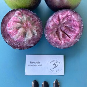 May include: A close-up of a star apple fruit cut in half, revealing the pink flesh and black seeds. The fruit is surrounded by two whole star apples, one green and one purple. A white card with the text "Star Apple (Chrysophyllum cainito)" and a logo for MauiSeeds.com is below the fruit. Three black seeds are also shown.
