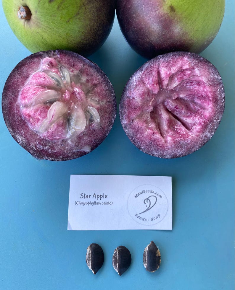 May include: A close-up of a star apple fruit cut in half, revealing the pink flesh and black seeds. The fruit is surrounded by two whole star apples, one green and one purple. A white card with the text "Star Apple (Chrysophyllum cainito)" and a logo for MauiSeeds.com is below the fruit. Three black seeds are also shown.