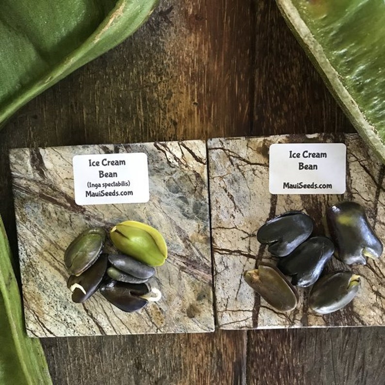 Ice Cream Bean Tree/two Types/maui Seeds/ice Cream Bean Tree Etsy