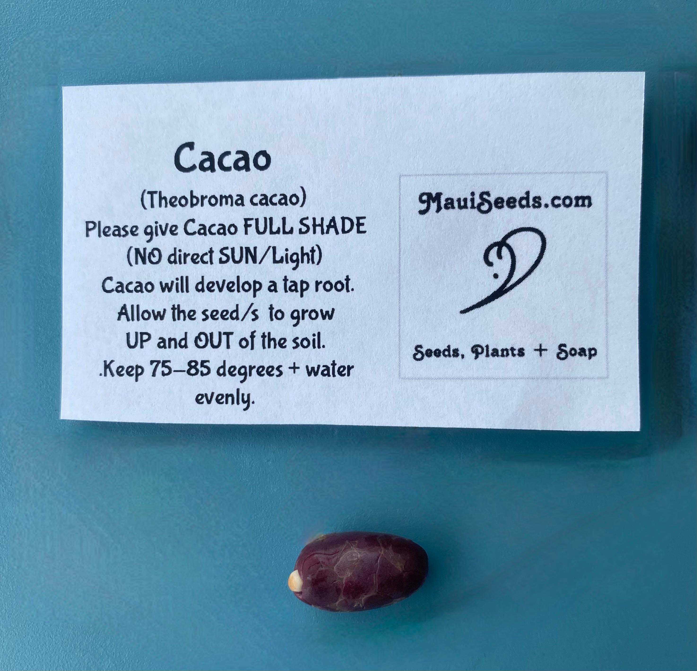 Theobroma cacao　サイズ2 Real Chocolate Tree (theobroma cacao in 2x2x7″ pot) – Kens