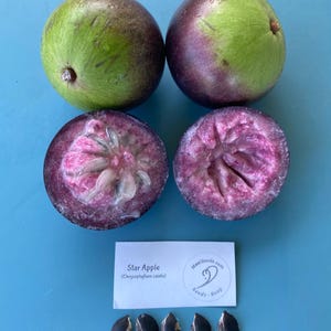 May include: Four star apple fruits, two whole and two halved, showing the pink flesh and dark seeds. A white card with the text "Star Apple (Chrysophyllum cainito)" and a logo for "MauiSeeds.com" is below the fruit. Four dark brown seeds are arranged in a row below the card.